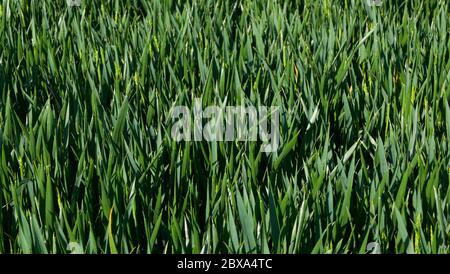 Background of lush young corn field in spring with copy space Stock Photo