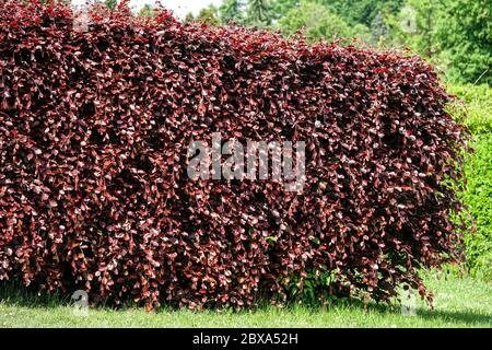 Cutted Hedge Fagus sylvatica Purpurea beech hedge garden Stock Photo