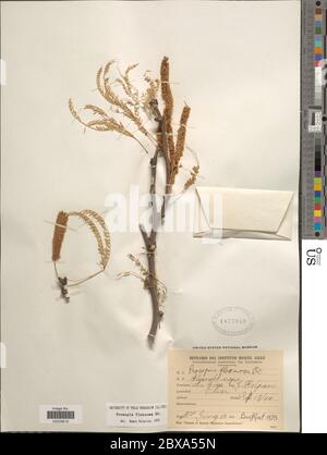 Prosopis flexuosa DC Prosopis flexuosa DC Stock Photo Alamy