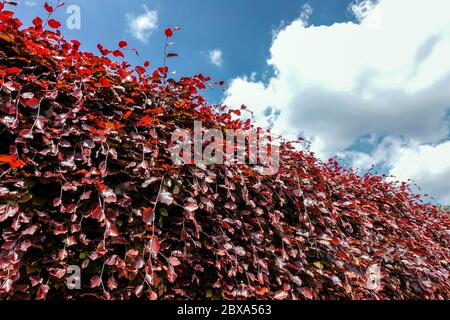 Fagus sylvatica hedge 'Purpurea' beech hedge Stock Photo