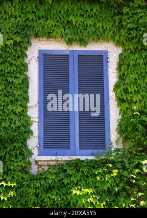 Blue window with closed shades surrounded by green poison ivy plant Stock Photo