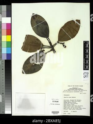00881952.tif Rhizophora mucronata Lam. Stock Photo