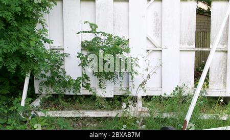 Old damaged weathered cricket sight screen surrounded by weeds and undergrowth Stock Photo