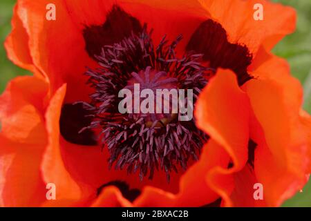 Close up blossom of beautiful poppy Stock Photo
