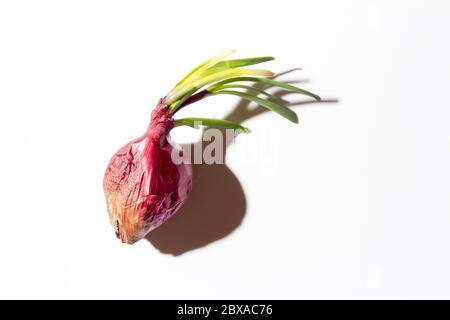 Ugly red onion with green sprouts on a white background with a hard shadow. Stock Photo