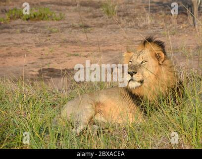 Male african lion resting in the grass Stock Photo