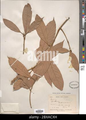 Lithocarpus garrettianus Craib A Camus Lithocarpus garrettianus Craib A Camus. Stock Photo