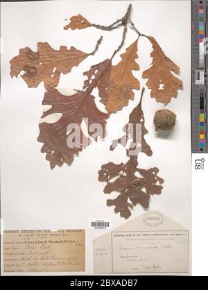 Quercus macrocarpa Michx Quercus macrocarpa Michx. Stock Photo