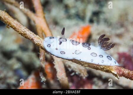 Nudibranch - Jorunna funebris.  West Papua, Indonesia.  Indo-West Pacific. Stock Photo