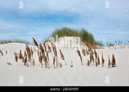 Bushgrass buried in drifting sand in the dunes Stock Photo