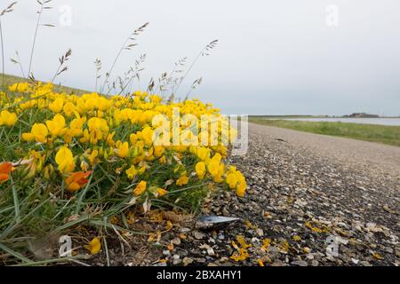 Flowering Narrowleaf trefoil, also known as Narrow-leaved bird's-foot-trefoil, growing on a dike in the Netherlands Stock Photo