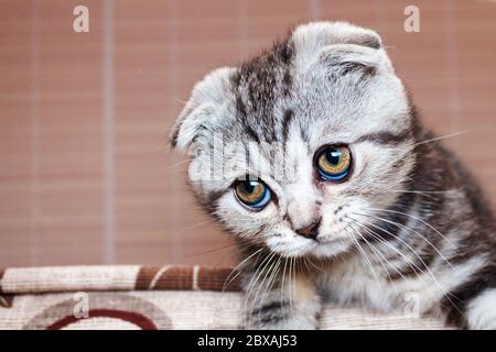 striped cute kitten is silver-colored Scottish Fold breed with question look Stock Photo