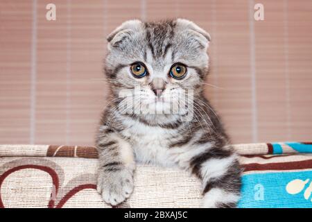cute kitten is silver-colored Scottish Fold breed Stock Photo