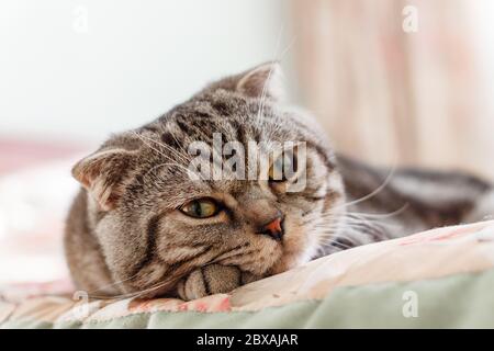 grey striped cat breed Scottish Fold lying on bed Stock Photo