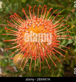 Pin cushion protea Stock Photo