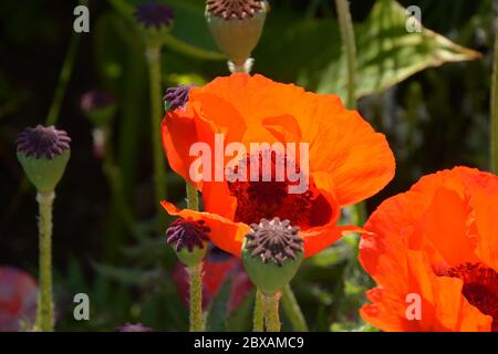 orange oriental poppies in early summer with capsules and flowers Stock Photo