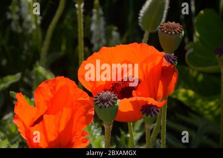 oriental poppy also called papaver orientale with big orange flowers Stock Photo