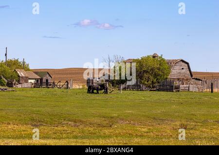 Old farm houses and barns found throughout the prairies of Saskatchewan used by the first settlers and have been abandoned for over 50 years. Stock Photo