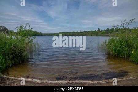 Virginia Water Lake and surrounding Windsor Great Park In Surrey UK Stock Photo