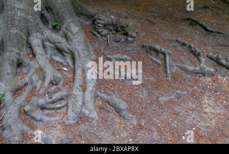 Virginia Water Lake and surrounding Windsor Great Park In Surrey UK Stock Photo