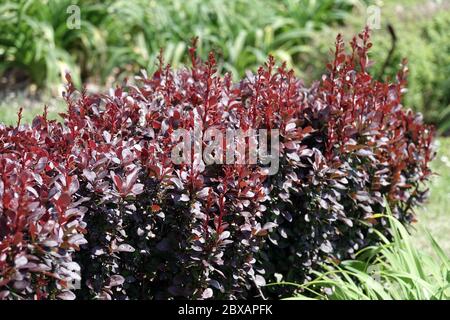 Berberis hedge Red pillar, red hedge in garden Stock Photo