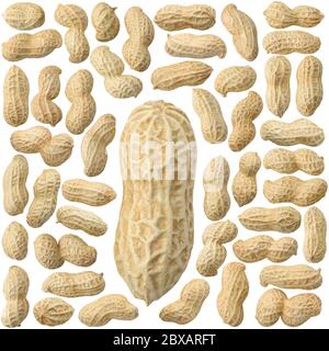 Isolated shelled peanuts. Collection of whole raw peanuts isolated on white background Stock Photo