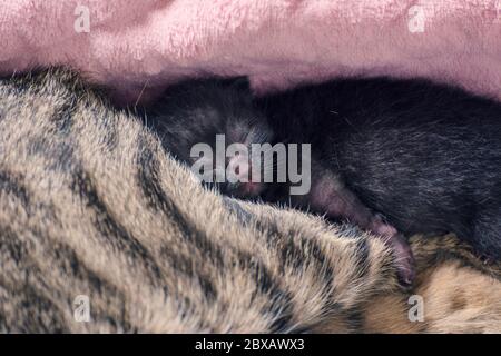 Newborn, adorable kittens suckling, playing and sleeping in their mother cat's fur Stock Photo