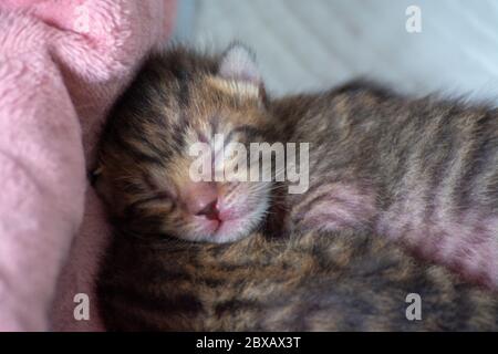 Newborn, adorable kittens suckling, playing and sleeping in their mother cat's fur Stock Photo