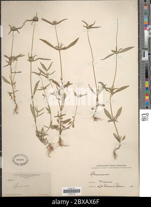 Borreria densiflora Borreria densiflora. Stock Photo