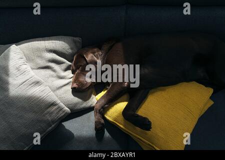 Shot of a Cute chocolate labrador asleep on the sofa Stock Photo