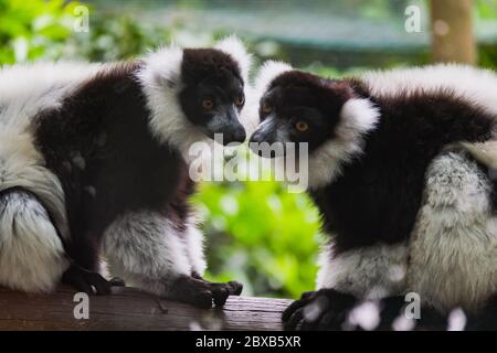 Black-and-white ruffed lemurs 'Varecia Variegata' Stock Photo