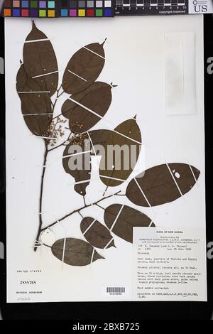 Microcos sp Microcos sp Stock Photo - Alamy