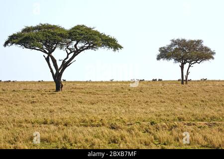 Acacia tortilis; African icon; Umbrella tree, zebras grazing, nature, landscape, scene, Serengeti National Park, Tanzania, Africa Stock Photo