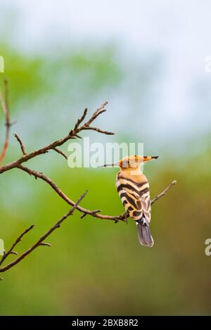 The Hoopoe or Upupa Epops perched on a tree. Stock Photo