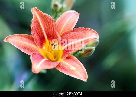 Macro photo nature blooming flower orange Lilium bulbiferum. Background texture plant fire lily with orange buds. Image plant blooming orange tropical Stock Photo