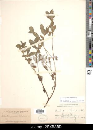 Acanthospermum hispidum DC Acanthospermum hispidum DC. Stock Photo