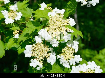 Flowers Viburnum opulus guelder-rose or guelder rose. Stock Photo