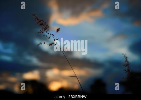 wild grass in field with beautiful view of golden sunset background Stock Photo