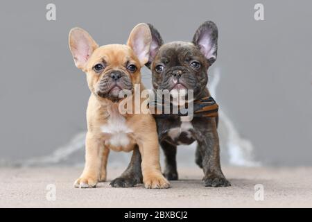 Pair of red fawn and chocolate brindle colored French Bulldog dog puppies with 7 weeks standing in front of gray wall Stock Photo