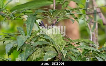 Hummingbird on nest, Violet Sabrewing, Campylopterus hemileucurus, Central America's largest hummingbird