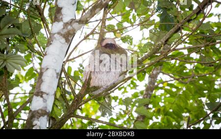 three-toed sloth, world's slowest mammal, Costa Rica, greenish tint is caused by algae which is useful camouflage Stock Photo