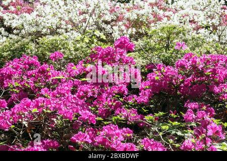 Colorful Rhododendrons Azalea obtusum Stock Photo