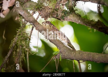 Common basilisk, Basiliscus basiliscus, Jesus Christ liard, can grow to 2.5 feet, able to run on water, Costa Rica Stock Photo