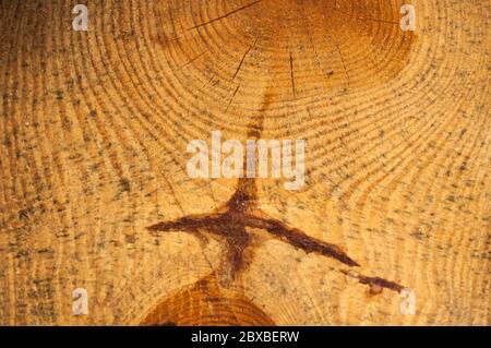 Cut of a pine  log irregular shape with texture, ring, cracks, and knots. Brown, front photo Stock Photo