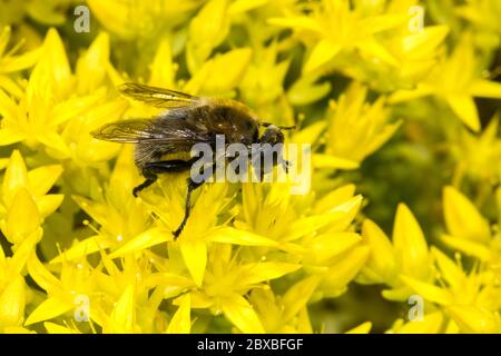 Fly on Biting Stonecrop (Sedum acre) cleaning its eyes Stock Photo