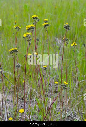 Pilosella floribunda synonym Hieracium floribundum, also known as pale hawkweed, smoothish hawkweed, yellow hawkweed Stock Photo
