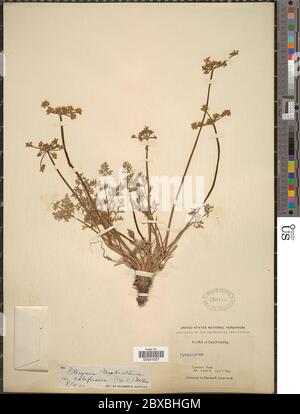 Pteryxia terebinthina var californica JM Coult Rose Mathias Pteryxia ...