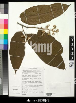 Microcos sp Microcos sp Stock Photo - Alamy