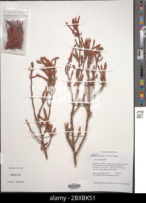 Ligaria cuneifolia Ligaria cuneifolia. Stock Photo
