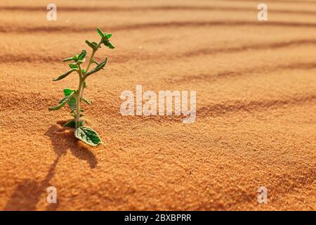 A small young plant growing on a hot desert landscape. Symbol of hope, life and new beginnings concept. Stock Photo